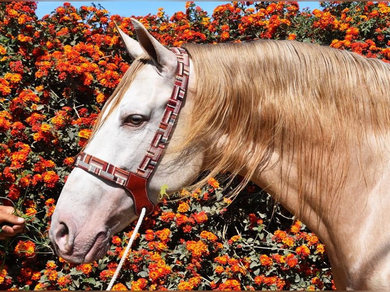 Andalusian Gelding 4 years 16 hh Pearl in Coin