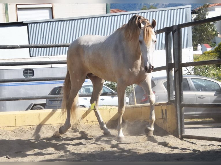 Andalusian Gelding 4 years 16 hh Pearl in Coin