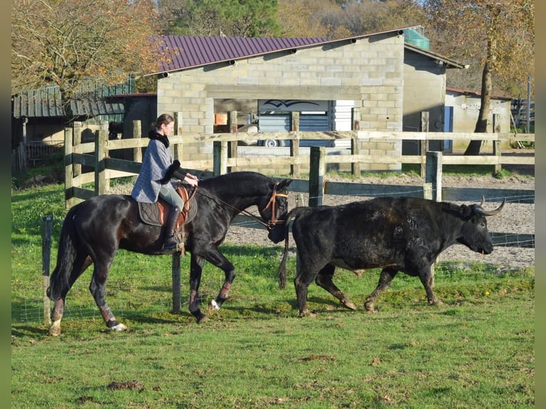 Andalusian Gelding 4 years 16,1 hh Black in Extremadura