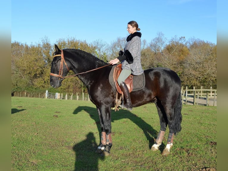 Andalusian Gelding 4 years 16,1 hh Black in Extremadura
