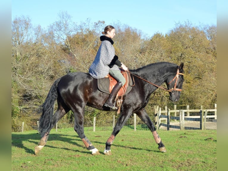 Andalusian Gelding 4 years 16,1 hh Black in Extremadura