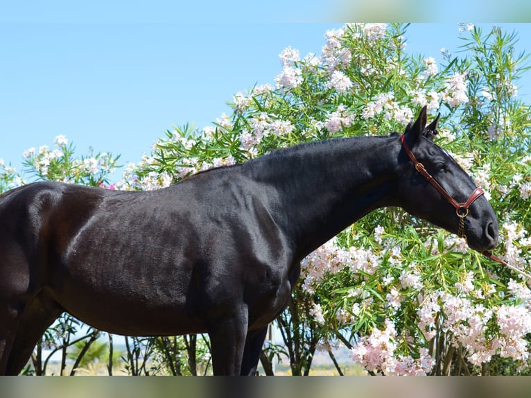 Andalusian Gelding 4 years 16,1 hh Black in Extremadura
