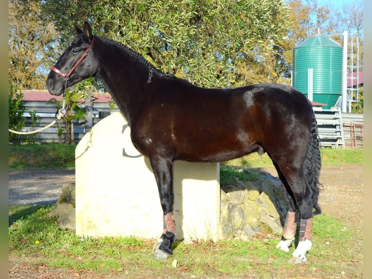 Andalusian Gelding 4 years 16,1 hh Black in Extremadura