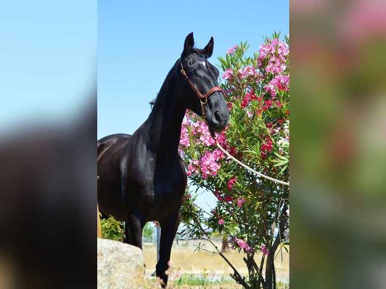 Andalusian Gelding 4 years 16,1 hh Black in Extremadura