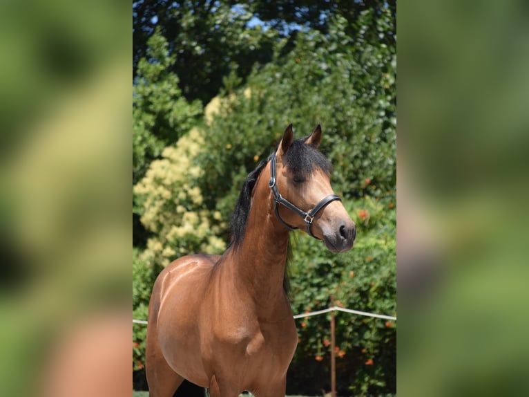 Andalusian Gelding 4 years 16,2 hh Dun in Mostoles