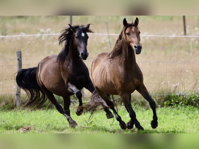 Andalusian Mix Gelding 4 years Bay-Dark in Bissendorf