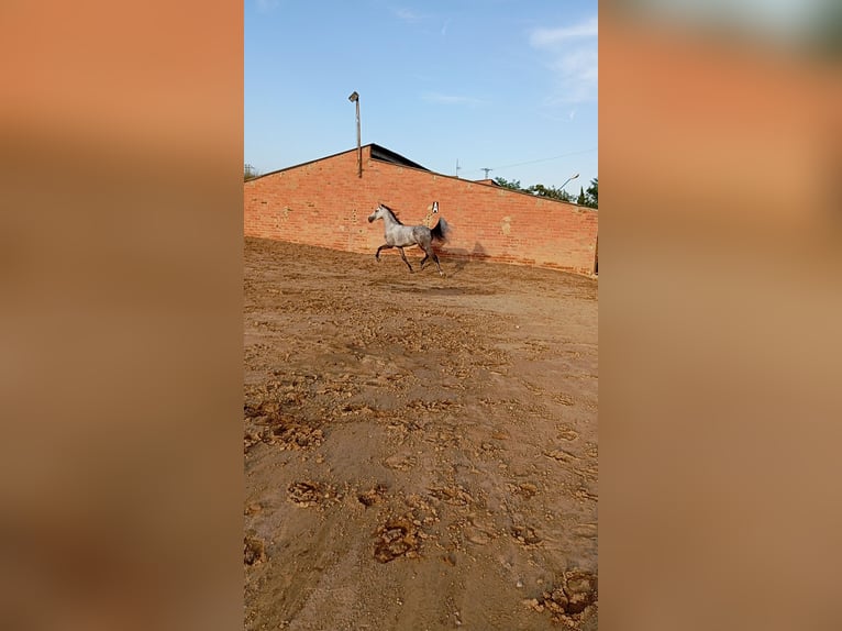 Andalusian Gelding 4 years Gray-Dapple in El Aeroport Del Prat