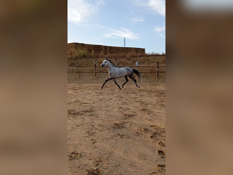 Andalusian Gelding 4 years Gray-Dapple in El Aeroport Del Prat