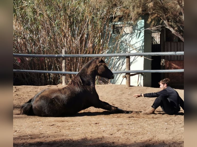 Andalusian Gelding 5 years 14,1 hh Black in Adra Almeria