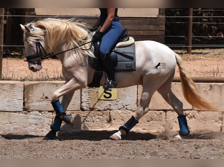 Andalusian Gelding 5 years 14,2 hh Cremello in Mallorca