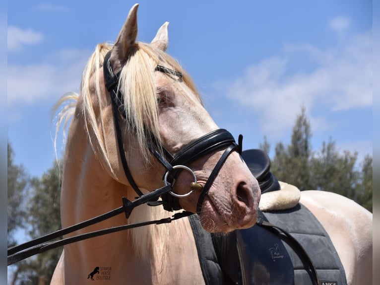 Andalusian Gelding 5 years 14,2 hh Cremello in Mallorca