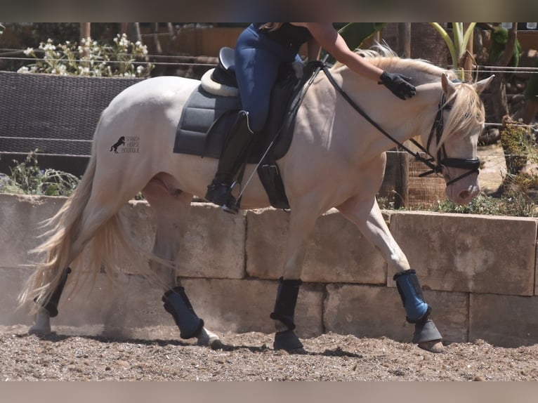 Andalusian Gelding 5 years 14,2 hh Cremello in Mallorca