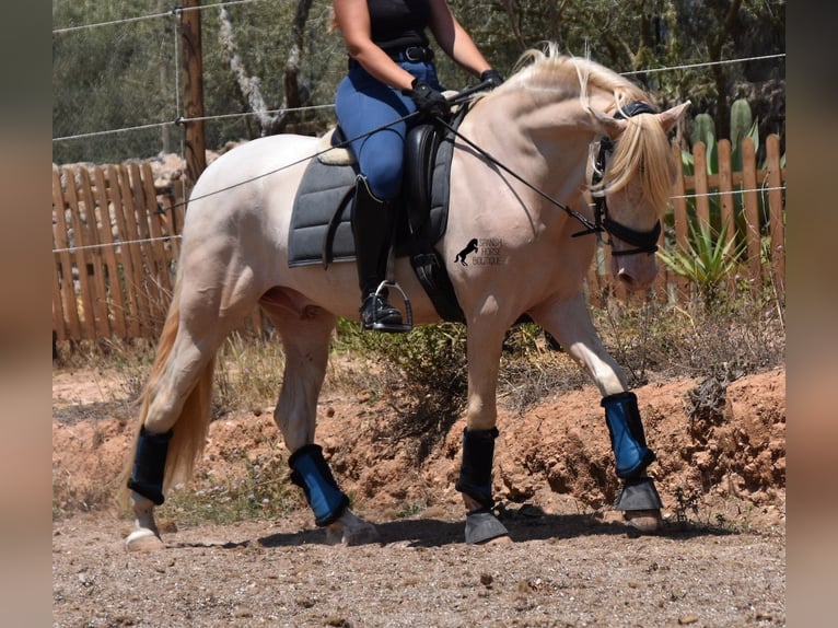 Andalusian Gelding 5 years 14,2 hh Cremello in Mallorca