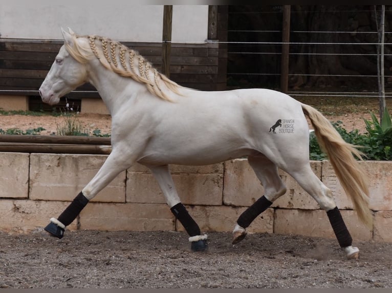 Andalusian Gelding 5 years 14,2 hh Cremello in Mallorca