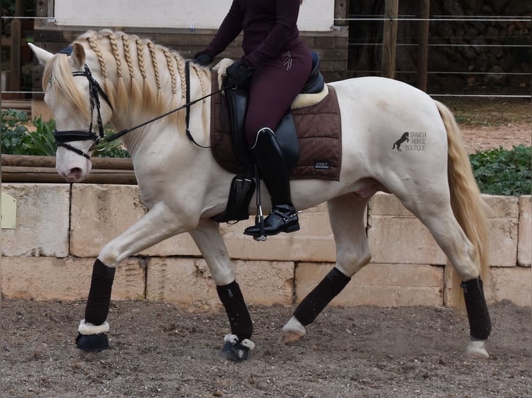 Andalusian Gelding 5 years 14,2 hh Cremello in Mallorca