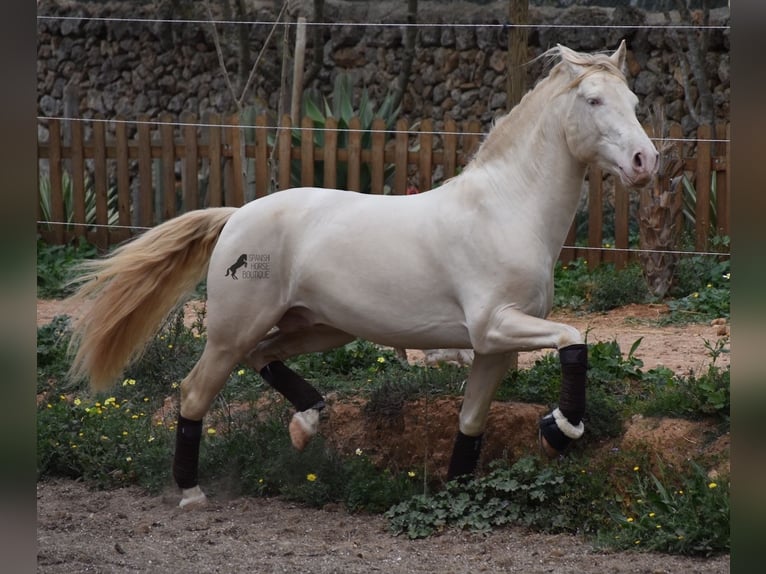 Andalusian Gelding 5 years 14,2 hh Cremello in Mallorca