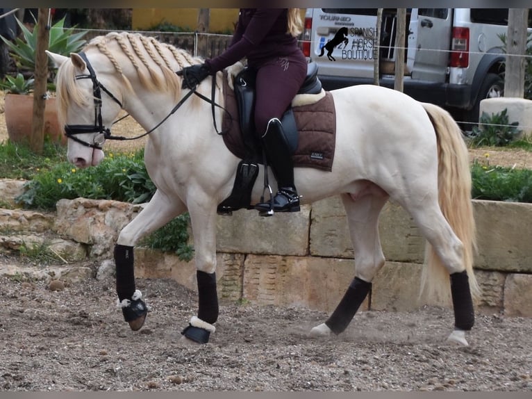 Andalusian Gelding 5 years 14,2 hh Cremello in Mallorca