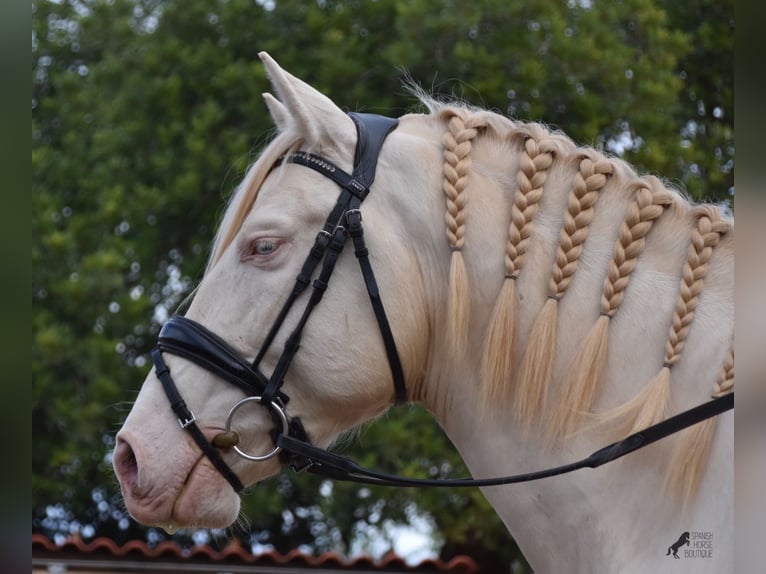 Andalusian Gelding 5 years 14,2 hh Cremello in Mallorca