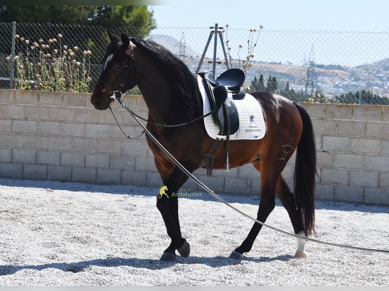 Andalusian Gelding 5 years 14.3 hh Bay-Dark in Provinz Granada