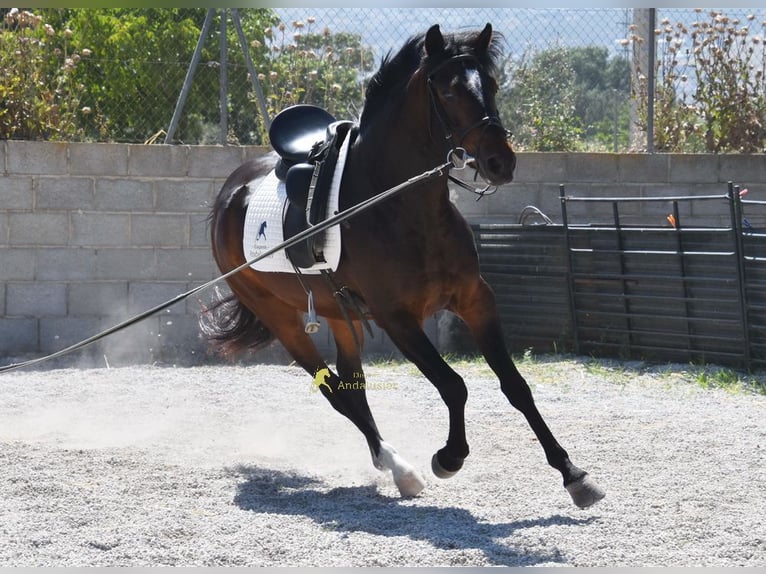 Andalusian Gelding 5 years 14.3 hh Bay-Dark in Provinz Granada