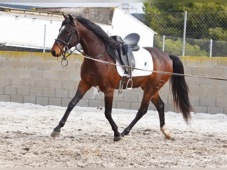 Andalusian Gelding 5 years 14.3 hh Bay-Dark in Provinz Granada