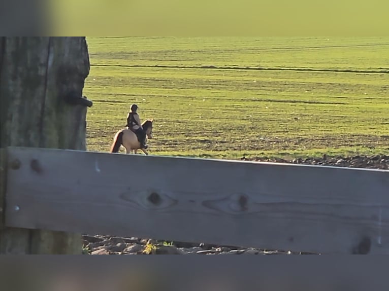 Andalusian Gelding 5 years 14,3 hh Dun in Le Vézier