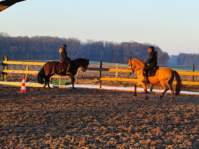 Andalusian Gelding 5 years 14,3 hh Dun in Le Vézier