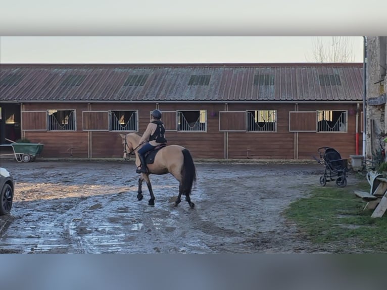 Andalusian Gelding 5 years 14,3 hh Dun in Le Vézier