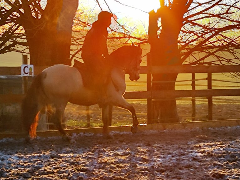 Andalusian Gelding 5 years 14,3 hh Dun in Le Vézier