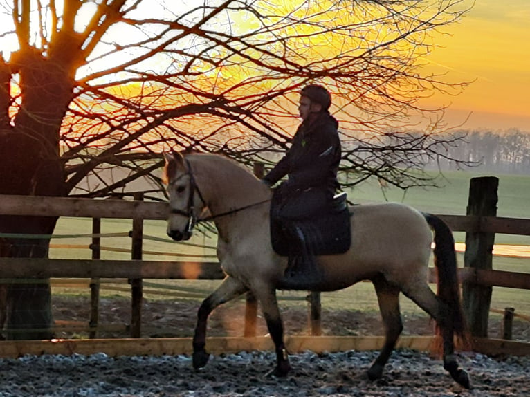 Andalusian Gelding 5 years 14,3 hh Dun in Le Vézier