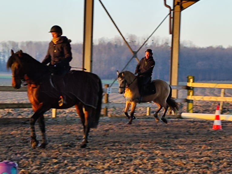 Andalusian Gelding 5 years 14,3 hh Dun in Le Vézier