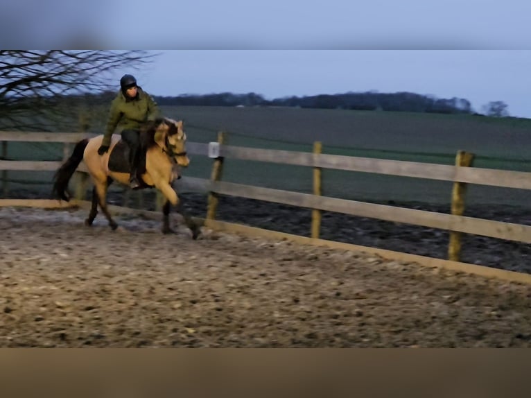 Andalusian Gelding 5 years 14,3 hh Dun in Le Vézier