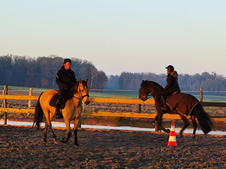 Andalusian Gelding 5 years 14,3 hh Dun in Le Vézier