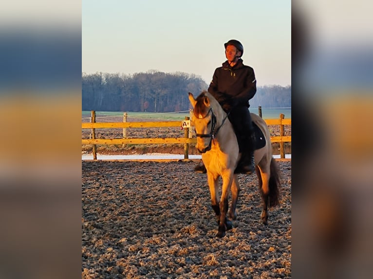 Andalusian Gelding 5 years 14,3 hh Dun in Le Vézier