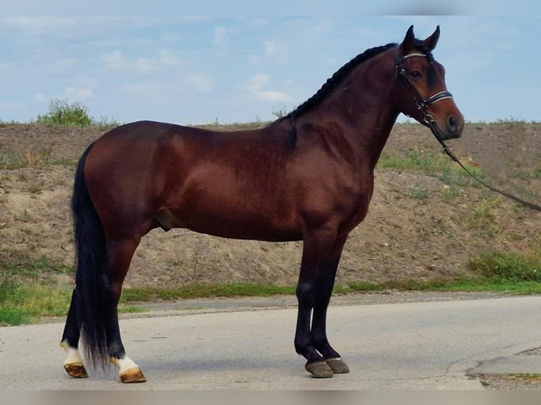 Andalusian Mix Gelding 5 years 14,1 hh Brown in Szarvas