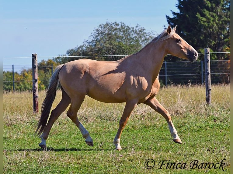 Andalusian Gelding 5 years 14,1 hh Palomino in Wiebelsheim