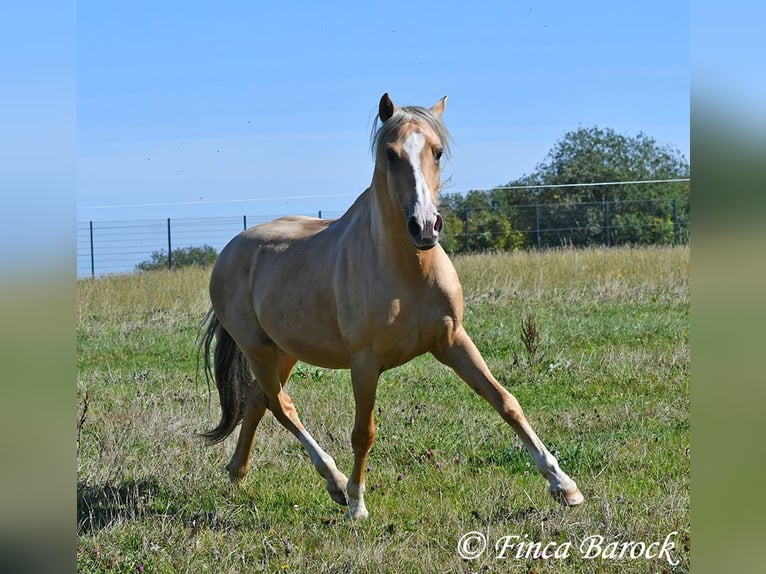 Andalusian Gelding 5 years 14,1 hh Palomino in Wiebelsheim