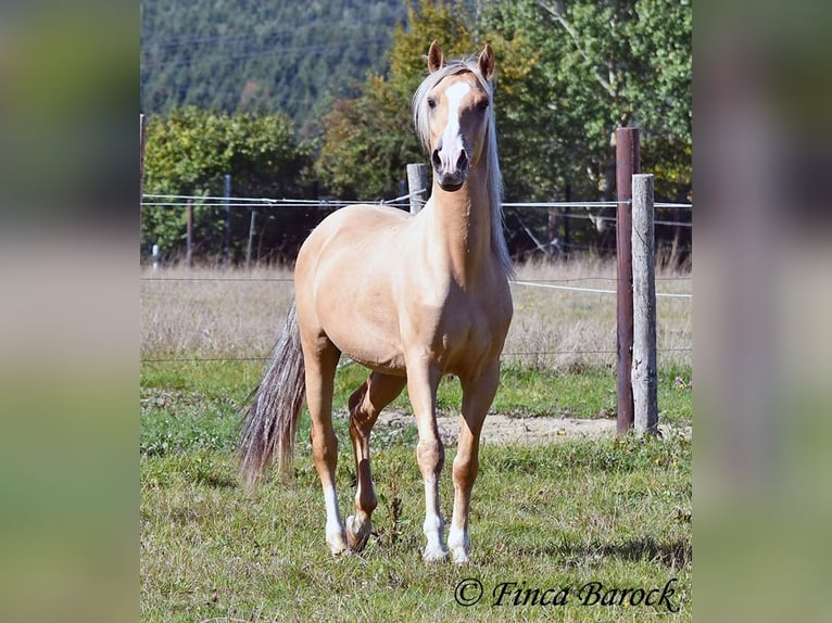 Andalusian Gelding 5 years 14,1 hh Palomino in Wiebelsheim
