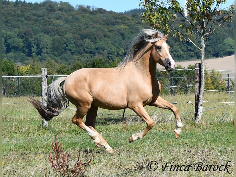 Andalusian Gelding 5 years 14,1 hh Palomino in Wiebelsheim