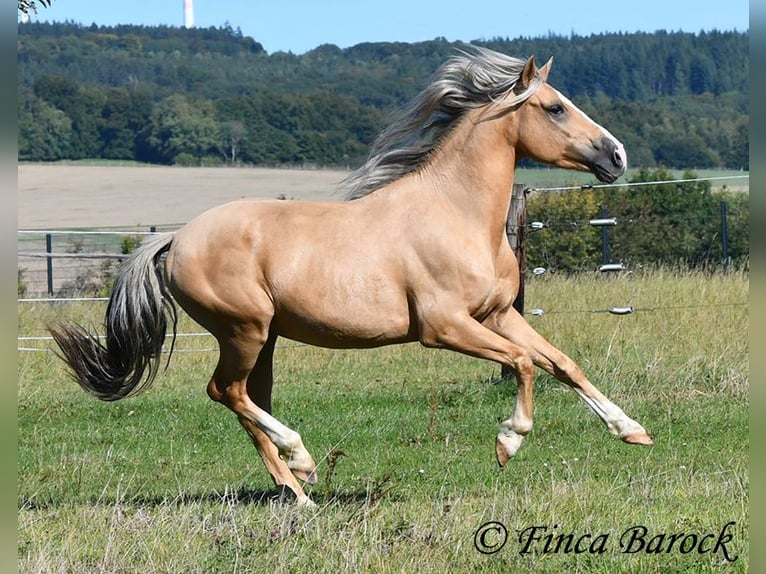 Andalusian Gelding 5 years 14,1 hh Palomino in Wiebelsheim