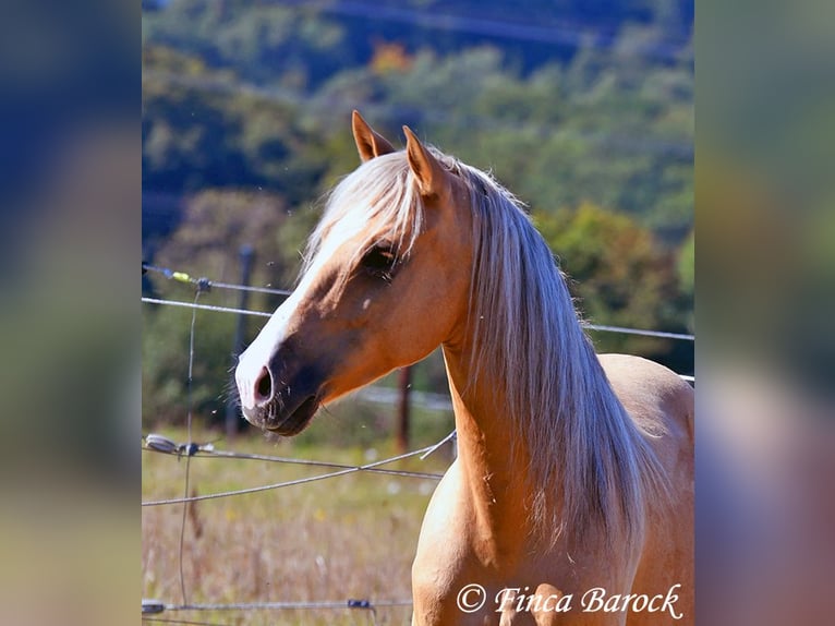 Andalusian Gelding 5 years 14,1 hh Palomino in Wiebelsheim