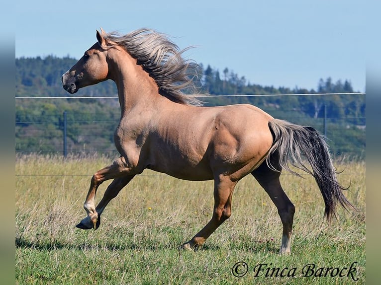 Andalusian Gelding 5 years 14,1 hh Palomino in Wiebelsheim