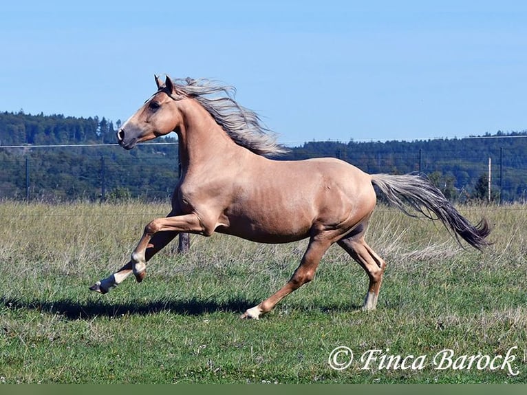 Andalusian Gelding 5 years 14,1 hh Palomino in Wiebelsheim