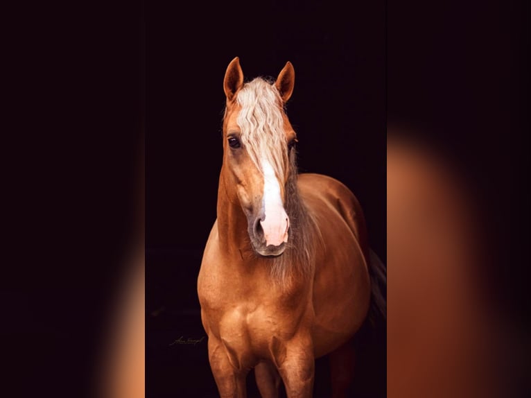 Andalusian Gelding 5 years 14,1 hh Palomino in Wiebelsheim