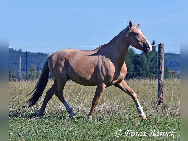 Andalusian Gelding 5 years 14,1 hh Palomino in Wiebelsheim