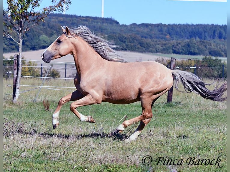 Andalusian Gelding 5 years 14,1 hh Palomino in Wiebelsheim