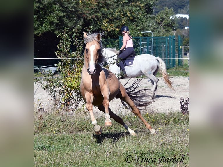 Andalusian Gelding 5 years 14,1 hh Palomino in Wiebelsheim