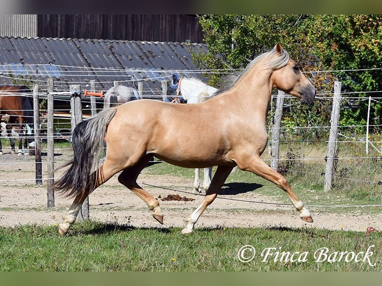 Andalusian Gelding 5 years 14,1 hh Palomino in Wiebelsheim