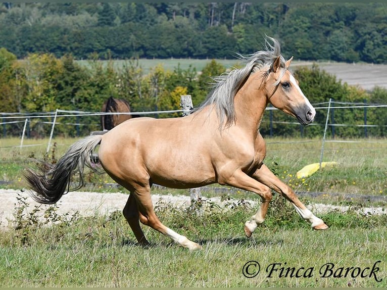 Andalusian Gelding 5 years 14,1 hh Palomino in Wiebelsheim