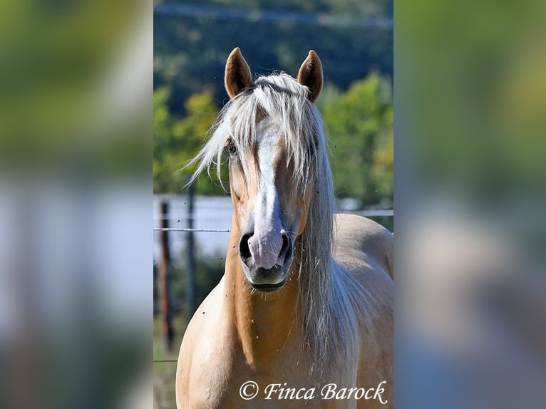 Andalusian Gelding 5 years 14,1 hh Palomino in Wiebelsheim